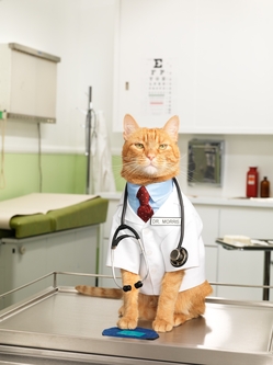 Dr kedi